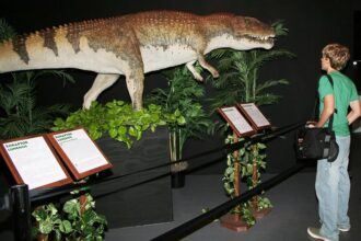 Dinosaur Museum